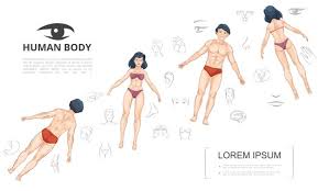 Female cardiovascular system, rear and front views, on black. Free Vector Cartoon Human Anatomy Template With Man And Woman Front And Back View Body Parts Internal Organs