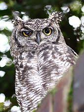 But like us, in total darkness, they can see nothing so they always need some light to see. Owl Wikipedia