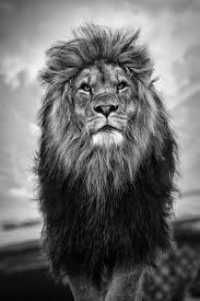 Hier Heb Ik Een Plaatje Van Een Leeuw Gevonden Ik Vind Dat Het Een Erg Mooie Leeuw Is Daarom Heb Ik Het Oo Black And White Lion Lion Photography Lion Wallpaper
