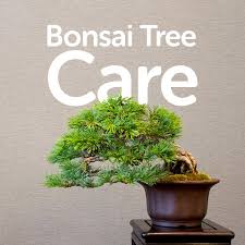 Prune your juniper bonsai in the spring by pinching back new growth at the top of the tree that will ruin the desired shape of the plant. Bonsai Tree Care For Beginners Basic Bonsai