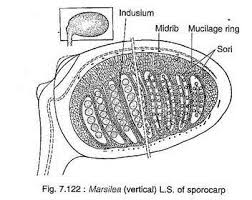 Image result for Marsilea subterranea