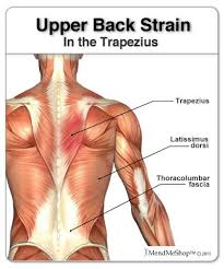A small note on nomenclature that makes learning the orientation of. Upper Back Anatomy Muscles Anatomy Drawing Diagram