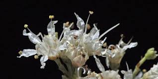 Image result for Galpinia transvaalica