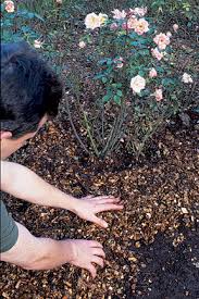 And it can also be a major ally in the war on weeds. Weeds Non Chemical Control Rhs Gardening
