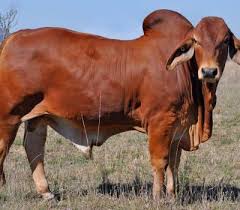 We did not find results for: Brahman Cattle Trans Africa Farm