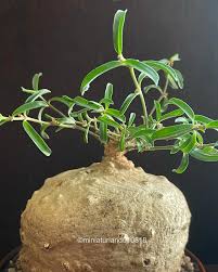 Image result for Raphionacme