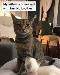 Besties Video Cute Baby Animals Cute Funny Animals Cute Animal Videos