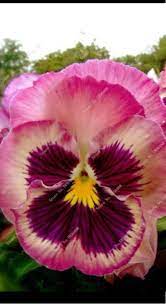 Pin By Gemart On Petalon Flower Seeds Pansies Flowers Pansies
