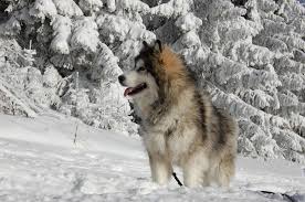 They have a quiet and dignified temperament, and are known for their loyalty to their owners. Alaskan Malamute Malamute Puppies Alaskan Malamute Cute Small Animals