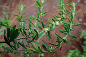 Image result for Pollichia