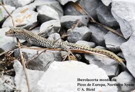 Image result for Elatostema monticola