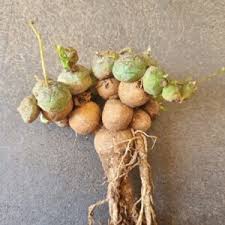 Image result for Aloe fimbrialis