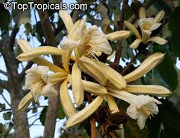 Image result for Pterospermum acerifolium