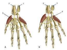 Arteries participating in the formation of trochantric, cruciate and logitudinal anastomosis in the back of the thigh, anatomosis around knee joint. Ramos Comunicantes Entre Los Nervios Mediano Y Ulnar Propuesta De Inclusion En Terminologia Anatomica