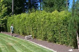 Pin On Plants Evergreen Medium To Large Broadleaf