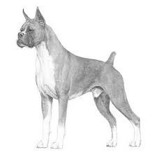 All our puppies come from audited show breeders. Boxer Dog Breed Information