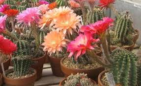 An environment with the correct temperature and amount of air circulation is essential for cactus and succulent plants to survive, as you probably know. 24 Cold Hardy Cacti And Succulents That Can Withstand Frost Succulent Plant Care