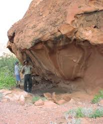 Image result for Hermbstaedtia scabra