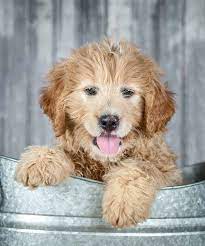 Goldendoodle The Golden Retriever Poodle Mixed Breed Poodle Mix Breeds Pets Dogs Breeds Dog Breeds