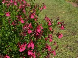 Planting texas flower gardens does require some planning. Salvias For Texas Tough Summer Color East Texas Gardening