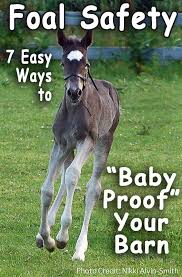 Pin By Brenda Eickelberg Abbamonte On At Baby Horses Horses Foals