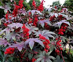 Image result for Ricinus communis