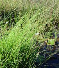 Image result for Urochloa marlothii