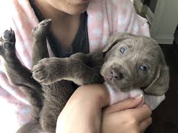 Selling due to change in work commitments, and it is unfair that he doesn't get the time and attention he need for being a pup. Silver Lab Retriever Puppies For Sale Silver And Charcoal Kennels