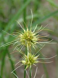 Image result for Rhynchospora holoschoenoides