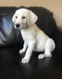 Maybe you would like to learn more about one of these? Labrador Retriever Puppy For Sale Adoption Rescue For Sale In Gaffney South Carolina Classified Americanlisted Com