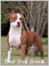 how to interact with dogs trasedogs american pitbull terrier pitbull dog pitbull terrier
