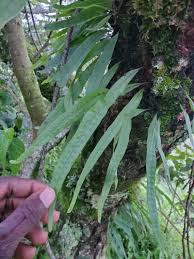 Image result for Pleopeltis macrocarpa