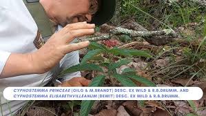 Image result for Cyphostemma elisabethvilleanum