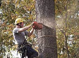 You need to contact a local tree trimmer if you have stumps or overgrown limbs in your garden so that they can be removed or trimmed. Custom Cutters Tree Service Gift Card Emporia Ks Giftly
