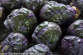English français deutsch italiano español português русский türkçe ελληνικά magyar فارسی العربية. Mor Bruksel Lahanasi Tohumlari Brassica Oleracea Convar Oleracea Var Gemmifera 96 Tohum Brassica Oleracea Var Gemmifera Garden Seeds Market Ucretsiz Kargo