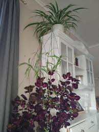 Image result for Asparagaceae