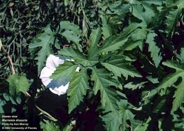 Image result for Vandellia subracemosa