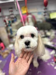 Pet Grooming Services in Dewey this Month