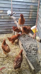 Zandbak Chicken Roost Chicken Coop Designs Chickens Backyard