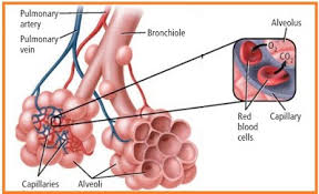 Penyakit Kelainan Pada Sistem Respirasi Dan Dinding Alveolus Biologi Hisham Id