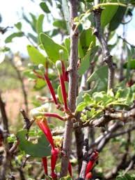 Image result for Tapinanthus oleifolius