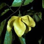 Image result for Huberantha