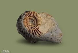 Ammonites were around in our seas from 400 million years ago to 66 million years ago. Fossilized Ammonites Stock Illustrations 5 Fossilized Ammonites Stock Illustrations Vectors Clipart Dreamstime