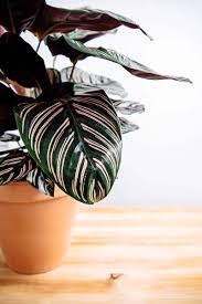 Image result for calathea
