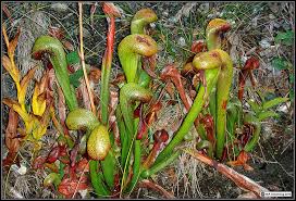 Choose the right host plants to attract a variety of butterflies to your garden. Carnivorous Plants