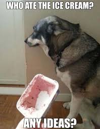 Who Ate The Ice Cream Any Ideas Funny Dogs Funny Animals Funny Pictures