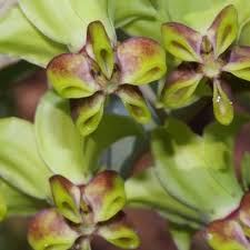 Image result for Gomphocarpus glaucophyllus