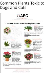 Now, they are toxic when consumed, which is probably not an issue to the average human. Plants Toxic To Dogs Braebroc Bullies Australia Facebook