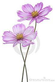 Cosmos Royalty Free Stock Photo Image 22407595 Cosmos Flowers Watercolor Flowers Watercolor Flowers Paintings