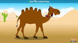 Alice the camel performed by two of a kind for songs for teachers™. Alice The Camel Nursery Rhyme With Karaoke Mp4 Video Dailymotion